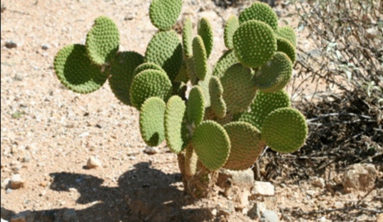 Những điều cần biết về cây xương rồng tai thỏ(Opuntia microdasys)