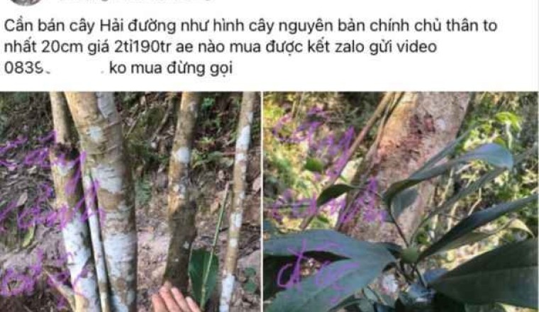 Đám thổi lan đột biến giờ lại chơi trò thồi phồng, làm giá ảo đối với cây Bạch Hải Đường