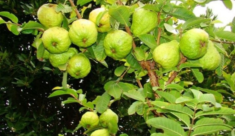 Cây ổi chữa đại tiện lỏng, lỵ mạn tính, viêm dạ dày ruột cấp và mạn tính, sang thương xuất huyết, đái tháo đường