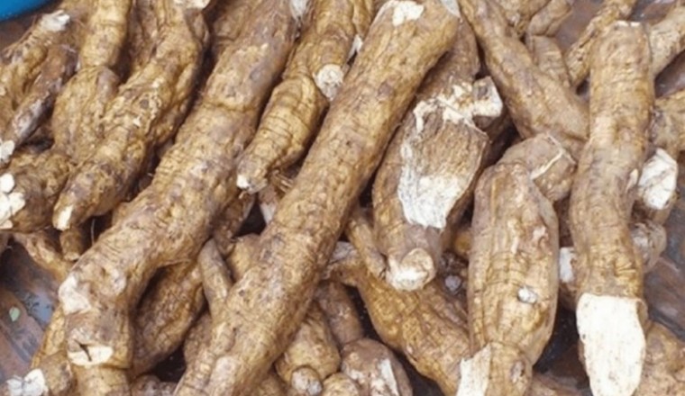 Củ sắn dây - thức uống giải khát và làm thuốc