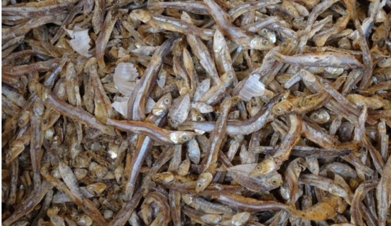 Tìm thấy hạt vi nhựa trong cá khô ở nhiều nước châu Á