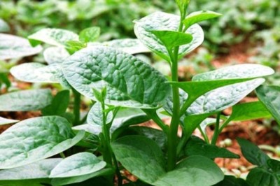 Rau mồng tơi không chỉ giúp giải nhiệt mà còn nhiều công dụng quý với sức khỏe