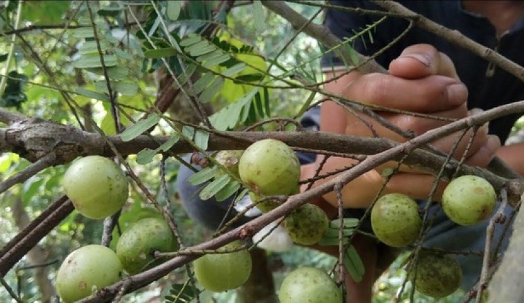 Nghiên cứu mới nhất: Công dụng tuyệt vời của Me Rừng