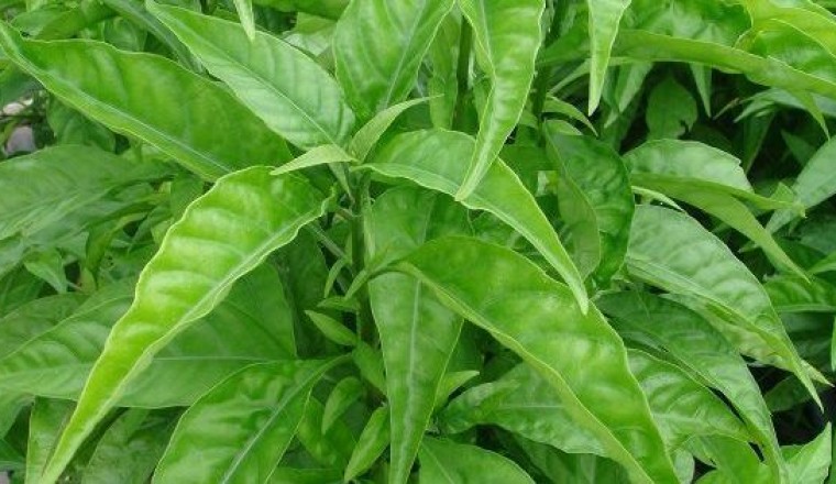 Công dụng và tác dụng của Cây Hoàn Ngọc