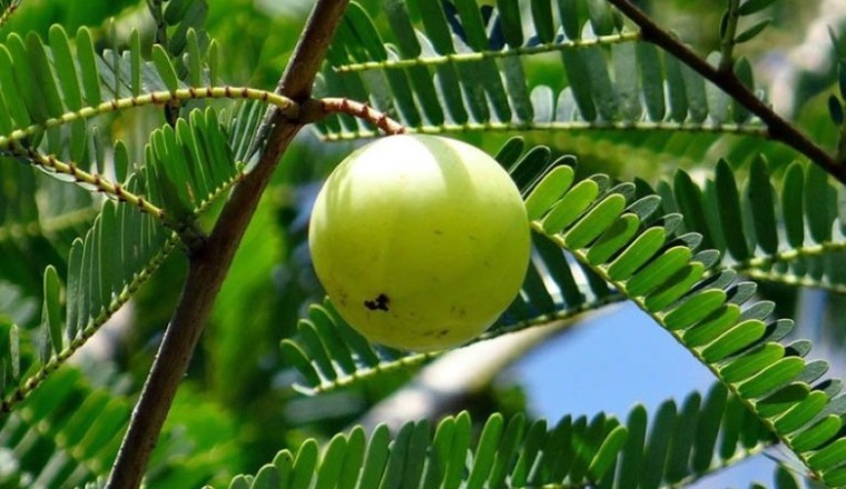 Tìm ra thành phần bảo vệ gan từ quả me rừng