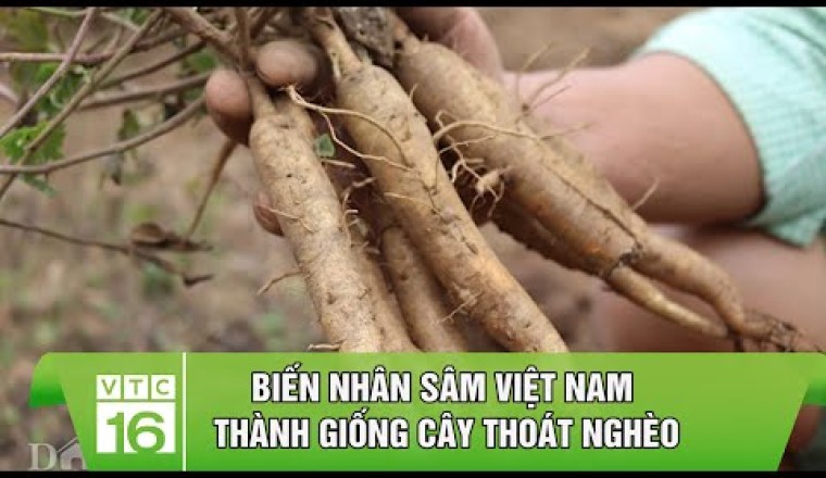 Biến nhân sâm Việt Nam thành giống cây thoát nghèo