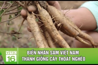 Biến nhân sâm Việt Nam thành giống cây thoát nghèo