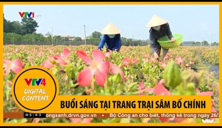 Buổi sáng tại trang trại sâm bố chính