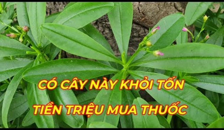 CÂY SÂM ĐẤT - Trị Tiểu đường, cao huyết áp,xương khớp, bồi bổ cơ thể, thanh nhiệt giải độc gan