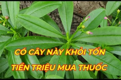 CÂY SÂM ĐẤT - Trị Tiểu đường, cao huyết áp,xương khớp, bồi bổ cơ thể, thanh nhiệt giải độc gan