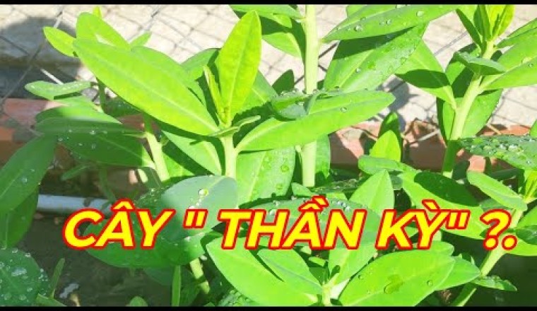 CÂY THẠCH ANH - Sự thật loài cây đang được săn lùng vì khả năng hỗ trợ và điều trị K giai đoạn cuối.
