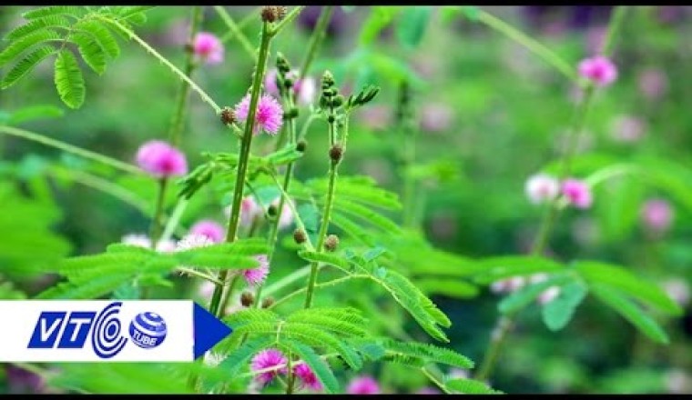 Cây thuốc quanh ta: Cây xấu hổ ‘Nàng trinh nữ’ cây thuốc quý chữa bệnh xương khớp