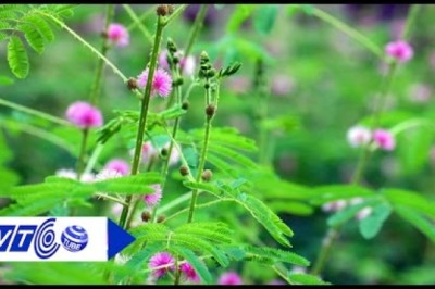 Cây thuốc quanh ta: Cây xấu hổ ‘Nàng trinh nữ’ cây thuốc quý chữa bệnh xương khớp
