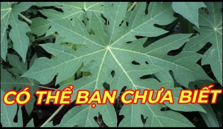 Công dụng và tác dụng của lá cây đu đủ ít người biết