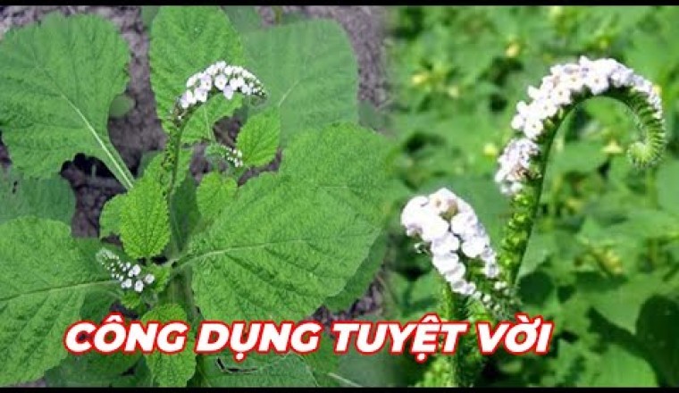 CÂY VÒI VOI - Trị đau nhức xương khớp, phong tê thấp,mỏi gối,mụn nhọt,mẩn ngứa,viêm da cơ địa