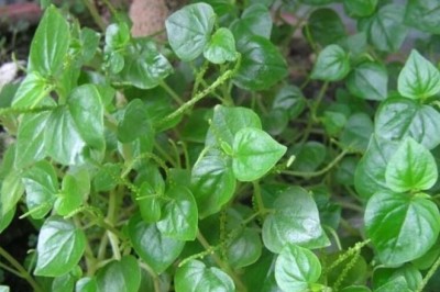 Có thể làm giàu từ trồng rau càng cua