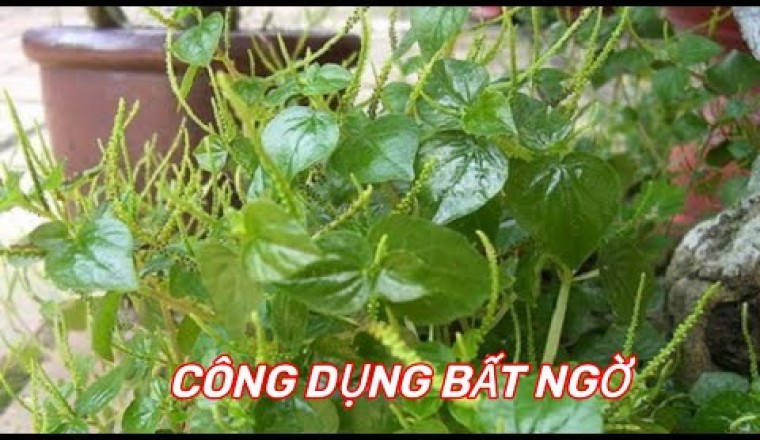 RAU CÀNG CUA- VỊ THUỐC QUÝ mọc dại khắp vườn ít người biết.