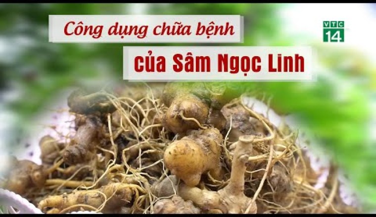 Công dụng chữa bệnh của sâm Ngọc Linh quốc bảo Dược liệu quý nhất thế giới