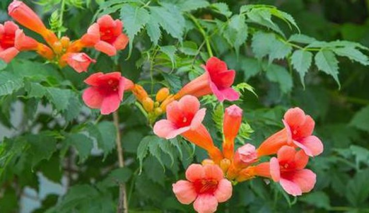 Cây hoa lăng tiêu, chệch Đăng tiêu hay Lan tiêu công dụng tác dụng và những bài thuốc nam chữa bệnh hiệu quả nhất
