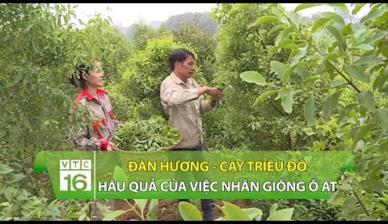 Cây triệu đô: Hậu quả của việc nhân giống trồng ồ ạt CÂY ĐÀN HƯƠNG