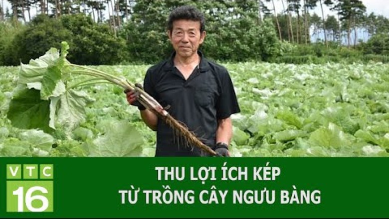 THU LỢI ÍCH KÉP TỪ TRỒNG CÂY NGƯU BÀNG