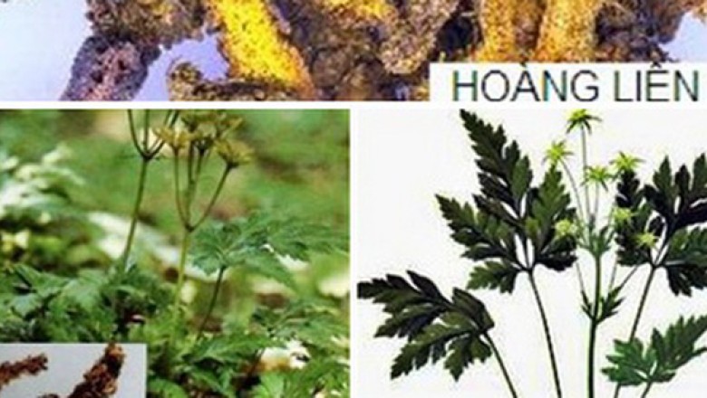 Những cây thuốc chứa hợp chất berberin