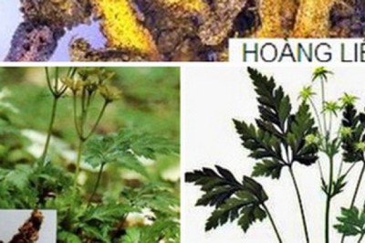 Những cây thuốc chứa hợp chất berberin