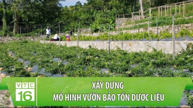 Xây dựng mô hình vườn bảo tồn dược liệu