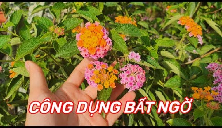 Cây Bông ổi, Trâm ổi, Thơm ổi, Hoa ngũ sắc, Tứ quý ( HOA NGŨ SẮC)- TÁC DỤNG bất ngờ ít người biết của loại cây mọc dại