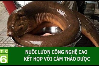 NUÔI LƯƠN CÔNG NGHỆ CAO KẾT HỢP VỚI CÁM THẢO DƯỢC