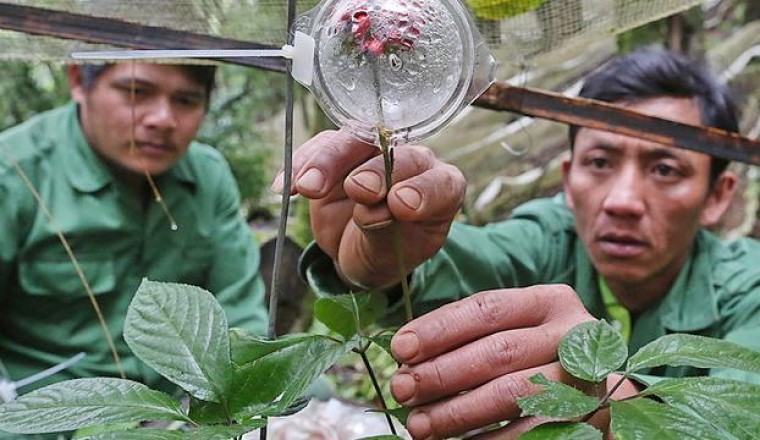 Vì sao sâm Ngọc Linh tại Kon Tum chết hàng loạt?