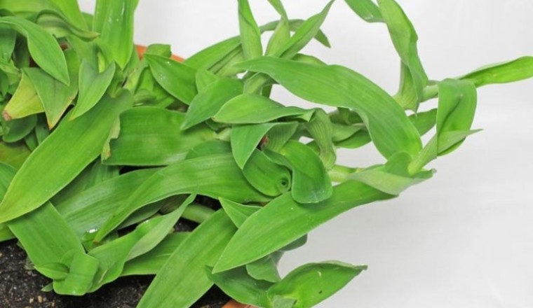 Cỏ Bắc Kinh Điều trị ung thư hạch, ung thư gan, tiểu đường?