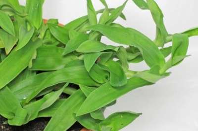 Cỏ Bắc Kinh Điều trị ung thư hạch, ung thư gan, tiểu đường?