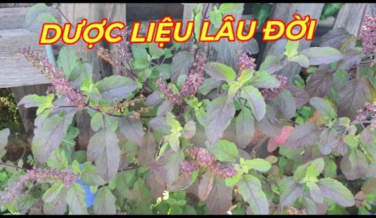 HƯƠNG NHU - CÔNG DỤNG DƯỢC LIỆU TUYỆT VỜI nhà nào cũng nên trồng 1 cây trong vườn.