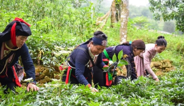 Hỗ trợ phát triển vùng trồng dược liệu quý 1 tỷ đồng/dự án