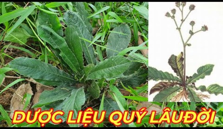 CÂY CHỈ THIÊN - AI CŨNG NÊN BIẾT LOẠI CÂY NÀY loài cây mọc dại quen thuộc.