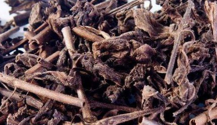 Nhân trần vị thuốc giải nhiệt mùa hè