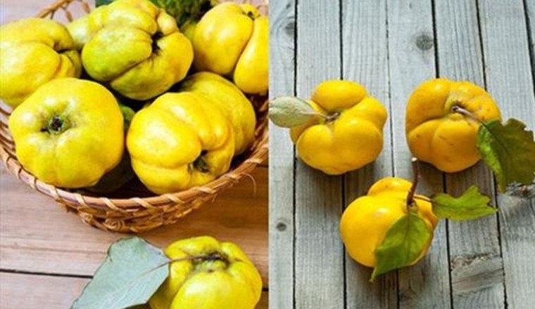 Những tác dụng của quả Mộc Qua