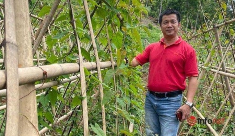 Cô gái trẻ mới ngoài 20 đầu đã hai thứ tóc, rất dễ nhầm lẫn loại dược liệu 'cứu tinh' cho tóc bạc