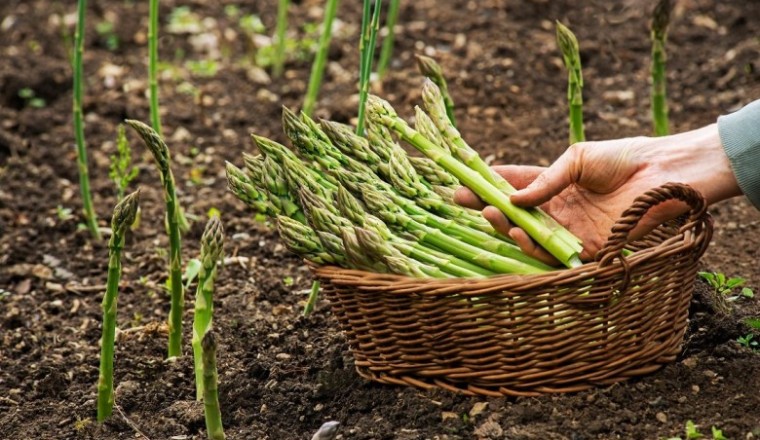 Loại ‘rau hoàng đế’ vừa giúp ngăn ngừa ung thư vừa tăng cường sinh lý