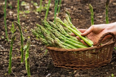 Loại ‘rau hoàng đế’ vừa giúp ngăn ngừa ung thư vừa tăng cường sinh lý