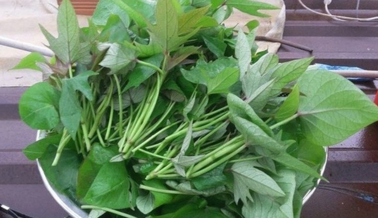 Thứ rau bổ hơn củ khoai lang 10 lần, giúp thanh lọc nội tạng mà người Nhật cực thích