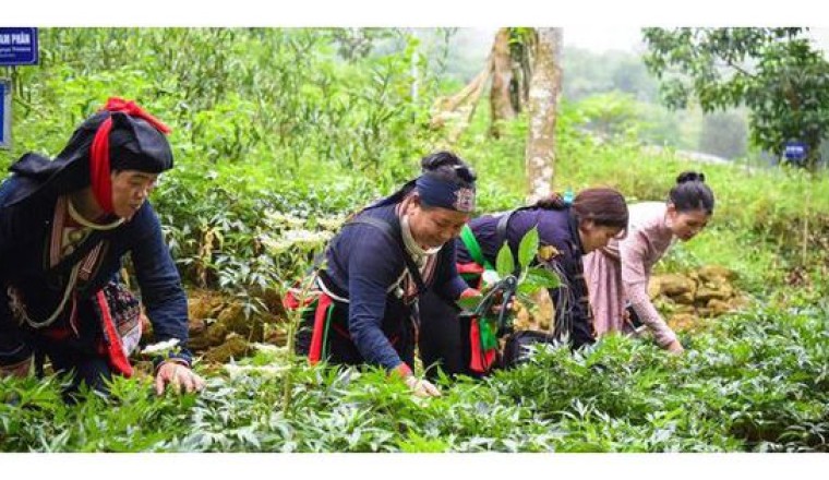 Cho vay vốn Dự án đầu tư, hỗ trợ phát triển vùng trồng dược liệu quý