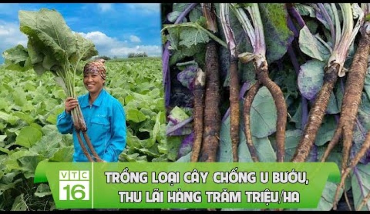 Trồng loại cây chống u bướu, thu lãi hàng trăm triệu/ha