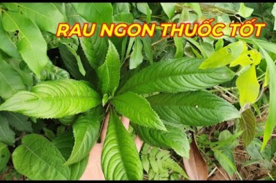 CÂY XƯƠNG SÔNG -TÁC DỤNG QUÝ TUYỆT VỜI CỦA LOÀI RAU QUEN THUỘC