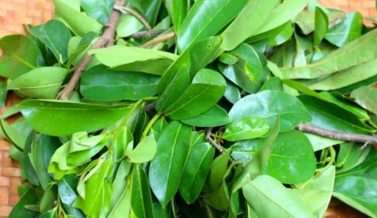 Những loại lá thảo dược rất tốt cho người mắc bệnh tiểu đường