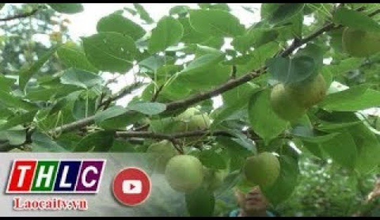 Hỗ trợ dự án trồng cây ăn quả
