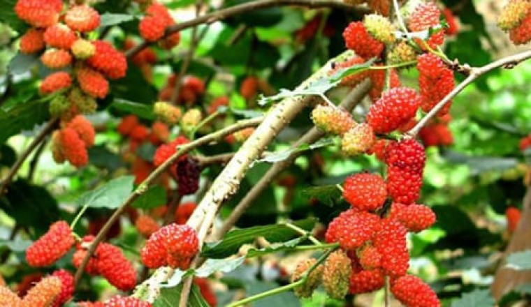 5 loại cây trồng trong dương trạch, không nghèo cũng bại vong', đó là 5 cây gì?