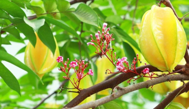 Tác dụng của cây khế và 22 bài thuốc nam thường dùng nhất từ cây khế