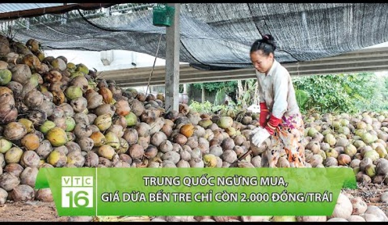 Trung Quốc ngừng mua, giá dừa Bến Tre chỉ còn 2.000 đồng/trái